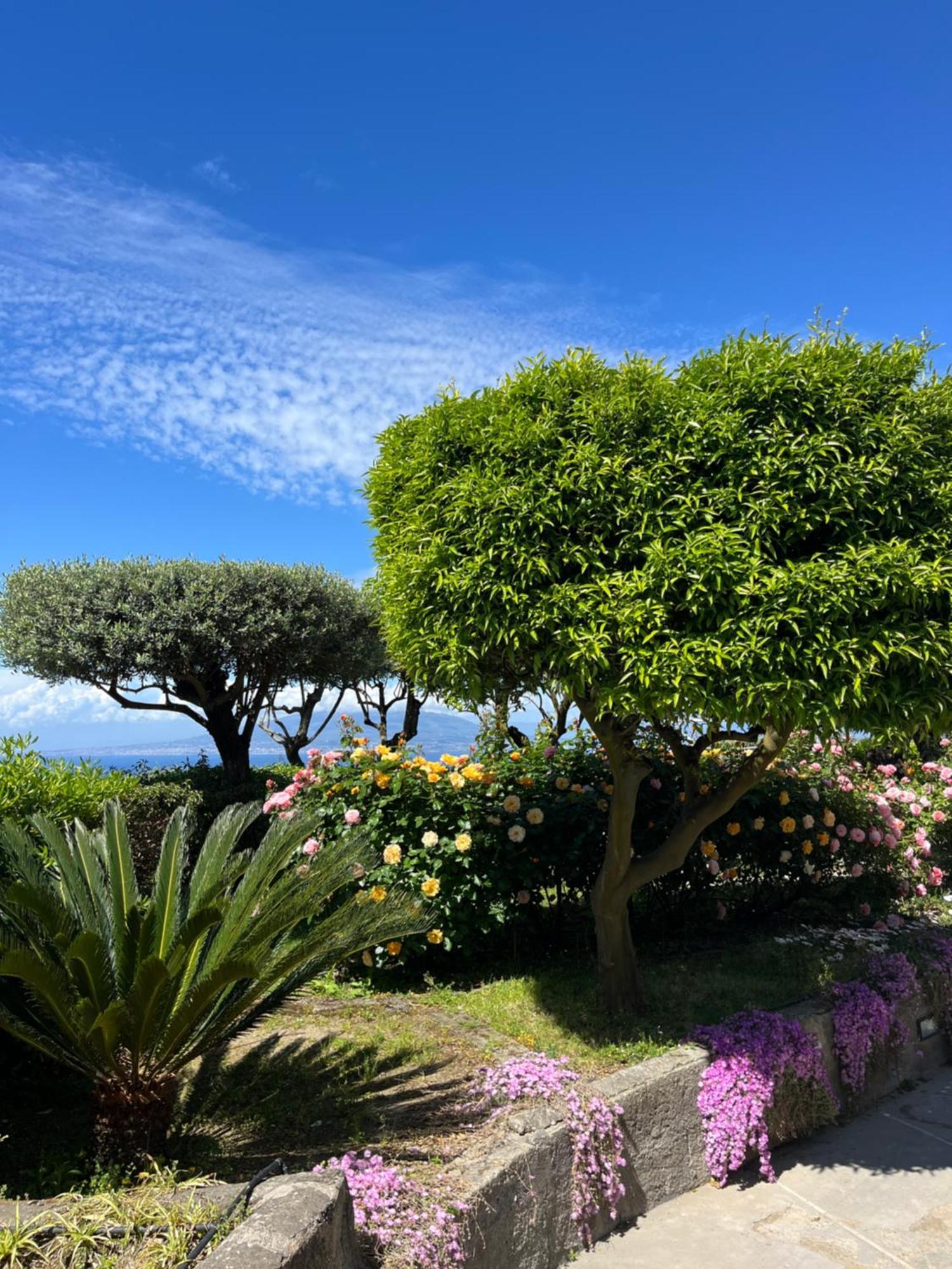 Hotel Sorrento Olive Tree Garden Esterno foto